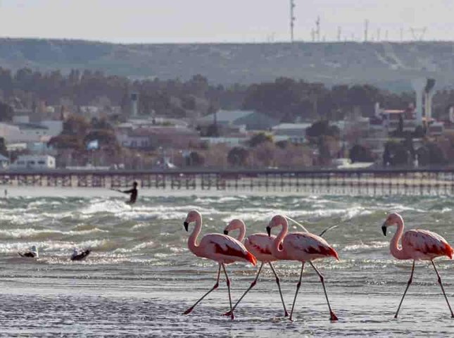 Flamingos in Puerto Madryn